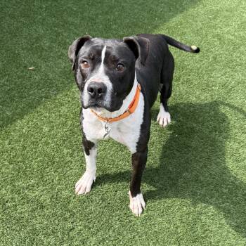 American Staffordshire Terrier and Mixed Breed Dogs Available for Adoption in Houston, Texas - Waylon Jennings | PetCurious