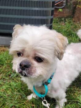 Rescue Shih Tzu Dogs for Adoption in Warren, Michigan - Jack 2 (Please Read My Bio I Am In A Holistic Rescue) | PetCurious