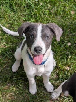 Pit Bull Terrier and Collie Dogs Available for Adoption in Mt. Juliet, Tennessee - Blossom (Spring Litter) | PetCurious