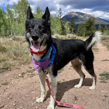 SAKARI -  Border Collie and Siberian Husky Dog for Adoption in Frisco, Colorado - SAKARI | PetCurious