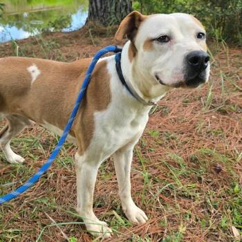 Lucky -  American Staffordshire Terrier Dog for Adoption in Houston, Texas - Lucky | PetCurious