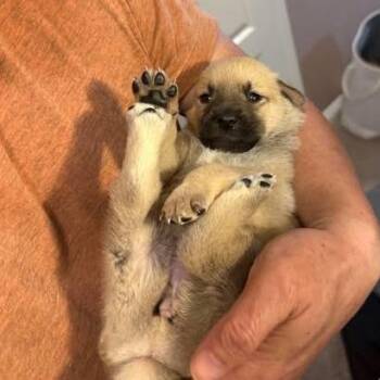 Rogue -  Terrier and Mixed Breed Dog for Adoption in Calgary, Alberta - Rogue | PetCurious