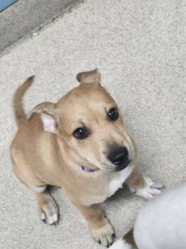 Rat Terrier and Mixed Breed Dogs Available for Adoption in Newton, North Carolina - HEMI | PetCurious