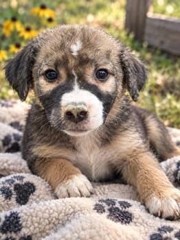 Lettuce -  Pit Bull Terrier Dog for Adoption in Brownstown, Indiana - Lettuce | PetCurious