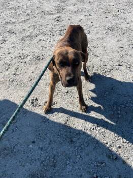 Terrier Dogs Available for Adoption - Stevie | PetCurious