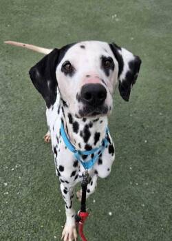 Stewie -  Dalmatian Dog for Adoption in Fruit Heights, Utah - Stewie | PetCurious