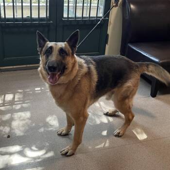Jackson -  German Shepherd Dog Dog for Adoption in Pasadena, California - Jackson | PetCurious