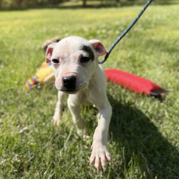 Boxer Dogs Available for Adoption in Locust Fork, Alabama - THUMPER | PetCurious