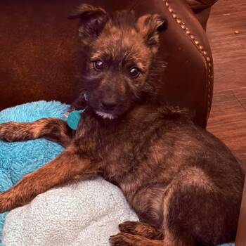 Jeremiah -  Mixed Breed Dog for Adoption in Buffalo, Minnesota - Jeremiah | PetCurious