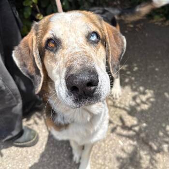 Rowdy -  Hound and Labrador Retriever Dog for Adoption in Goleta, California - Rowdy | PetCurious