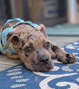 Gordo -  American Bully Dog for Adoption in Novato, California - Gordo | PetCurious