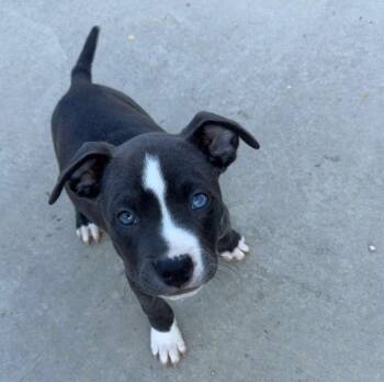 Jawslynn -  Mixed Breed Dog for Adoption in Chattanooga, Tennessee - Jawslynn | PetCurious