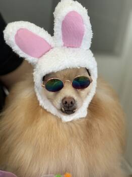 Rescue Pomeranian Dogs for Adoption in Los Angeles, California - Seraphina | PetCurious