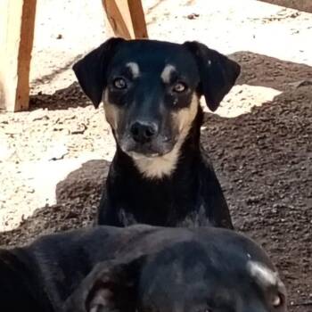 Scarlet -  Chihuahua and Terrier Dog for Adoption in Escondido, California - Scarlet | PetCurious