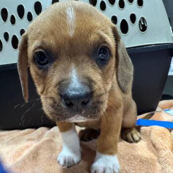 Mixed Breed Dogs Available for Adoption - Nimbus | PetCurious