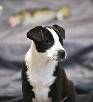 Australian Cattle Dog Blue Heeler and Terrier Dogs Available for Adoption - Brody From The *B* Litter!  | PetCurious
