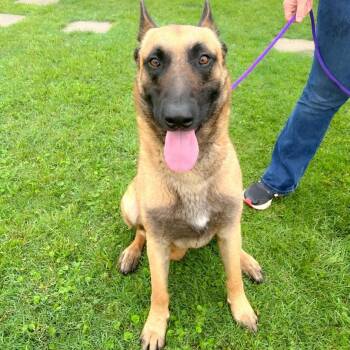 Astro -  Belgian Shepherd Malinois Dog for Adoption in Temple, Texas - Astro | PetCurious