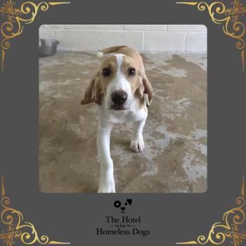 Borris -  Hound and Terrier Dog for Adoption in Cumberland, Rhode Island - Borris | PetCurious