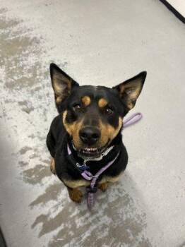 BUTTON -  Rottweiler Dog for Adoption in Chandler, Arizona - BUTTON | PetCurious