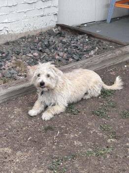 Maltese and Dachshund Dogs Available for Adoption - Hopper | PetCurious