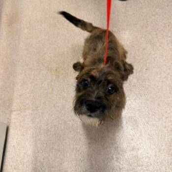 Stryker -  Terrier Dog for Adoption in Horn Lake, Mississippi - Stryker | PetCurious