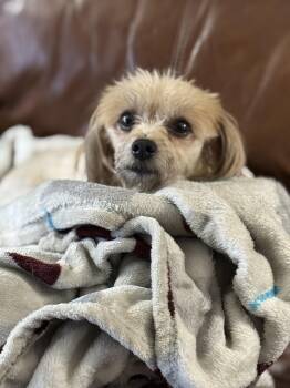 Rescue Lhasa Apso Dogs for Adoption in Collingswood, New Jersey - Gizmo | PetCurious