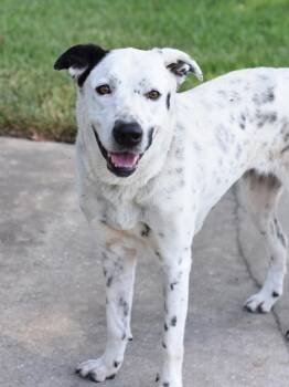 Shelby -  Dalmatian and Labrador Retriever Dog for Adoption in Conroe, Texas - Shelby | PetCurious