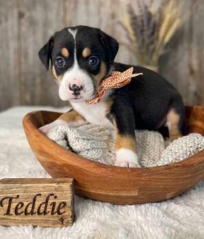 Teddie -  Beagle and Treeing Walker Coonhound Dog for Adoption in Nahunta, Georgia - Teddie | PetCurious