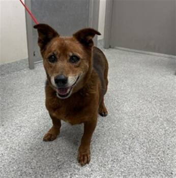 Cardigan Welsh Corgi and Mixed Breed Dogs Available for Adoption in Pasadena, Texas - A184633 | PetCurious