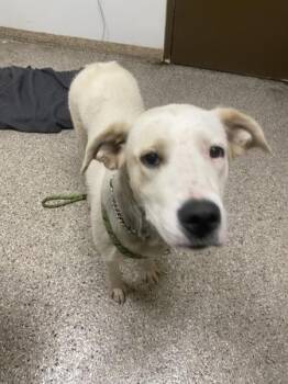 Momo -  Great Pyrenees and Dogo Argentino Dog for Adoption in Vancouver, Washington - Momo | PetCurious