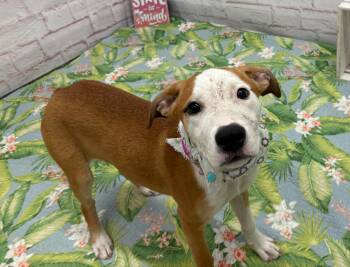 Tammy -  Staffordshire Bull Terrier and Mixed Breed Dog for Adoption in Oxford, Michigan - Tammy | PetCurious