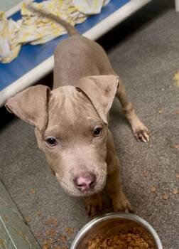 Rescue Pit Bull Terrier Dogs for Adoption in Eagle, Idaho - Crepes **Courtesy Post. Out Of Town Pet. See Below For Details** | PetCurious