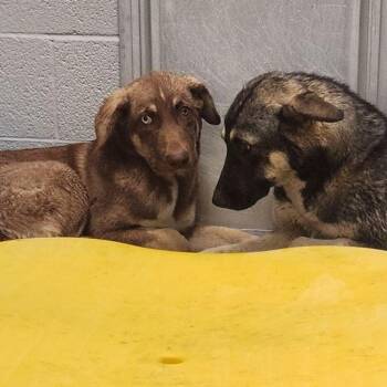 Lainey -  Shepherd Dog for Adoption in Kingman, Arizona - Lainey | PetCurious