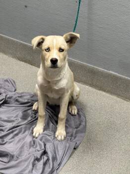 BELLAMI -  Labrador Retriever and Mixed Breed Dog for Adoption in Las Vegas, Nevada - BELLAMI | PetCurious