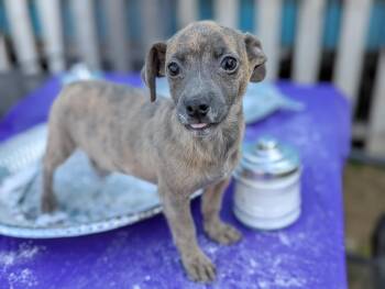 Rescue Chihuahua Dogs for Adoption in Kingsburg, California - Swedish Pancake | PetCurious