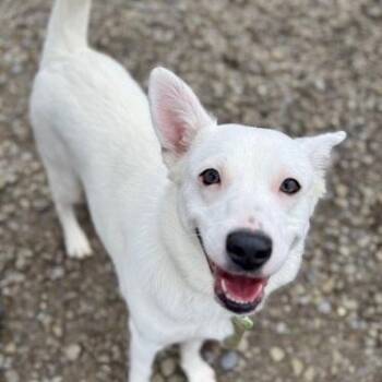 American Eskimo Dog Dogs Available for Adoption - Snowlene | PetCurious