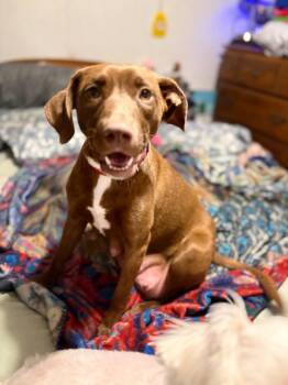 Labrador Retriever and Mixed Breed Dogs Available for Adoption in St. Augustine, Florida - Goldie | PetCurious