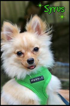 Syrus -  Pomeranian Dog for Adoption in Shippenville, Pennsylvania - Syrus | PetCurious