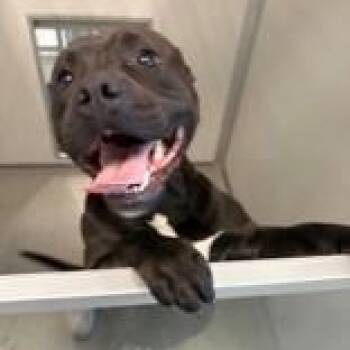 American Staffordshire Terrier Dogs Available for Adoption in Manhattan, Illinois - Soda Pop | PetCurious