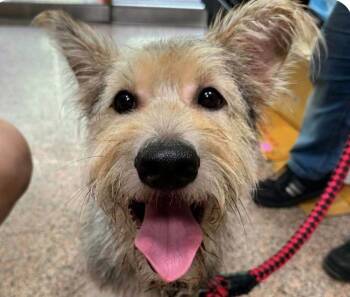 Teddy -  Mountain Dog and Terrier Dog for Adoption in San Ramon, California - Teddy | PetCurious