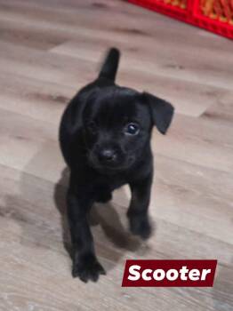 Mixed Breed Dogs Available for Adoption - Scooter | PetCurious