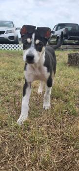Benson -  Shepherd Dog for Adoption in San Antonio, Texas - Benson | PetCurious