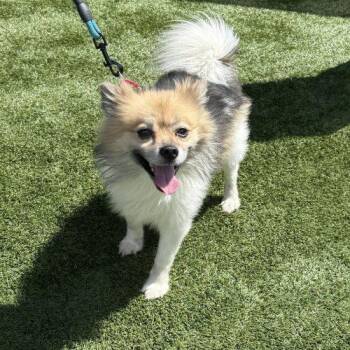 Max -  Pomeranian and Mixed Breed Dog for Adoption in Verona, New Jersey - Max | PetCurious