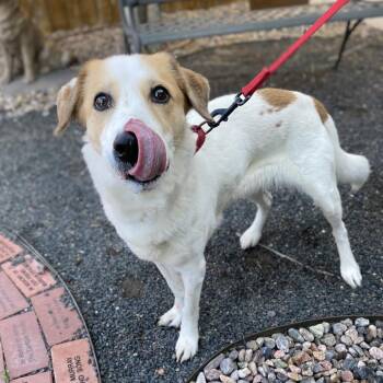 Bambi -  Mixed Breed Dog for Adoption in Cheyenne, Wyoming - Bambi | PetCurious