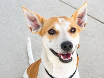 Tawny -  Mixed Breed Dog for Adoption in Georgetown, Texas - Tawny | PetCurious