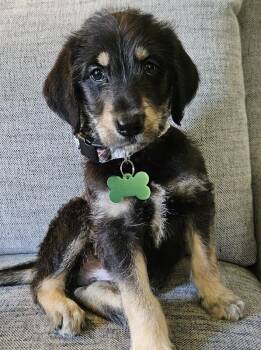 Bernese Mountain Dog and Labrador Retriever Dogs Available for Adoption in Ottawa Hills, Ohio - Maverick | PetCurious