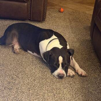 Eddie -  Pit Bull Terrier Dog for Adoption in Phoenix, Arizona - Eddie | PetCurious
