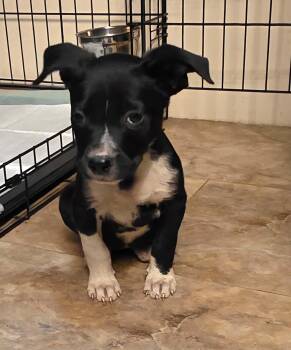 Maureen -  Beagle Dog for Adoption in Carmel Hamlet, New York - Maureen | PetCurious