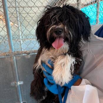 Oreoana -  Terrier and Mixed Breed Dog for Adoption in Edinburg, Texas - Oreoana | PetCurious