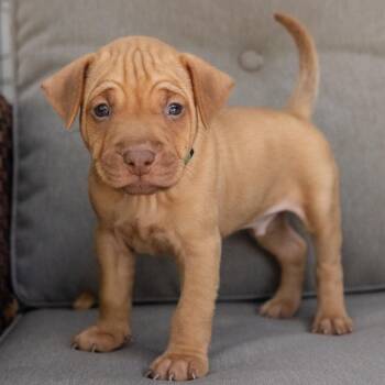Riley -  Labrador Retriever and Vizsla Dog for Adoption in Pflugerville, Texas - Riley | PetCurious